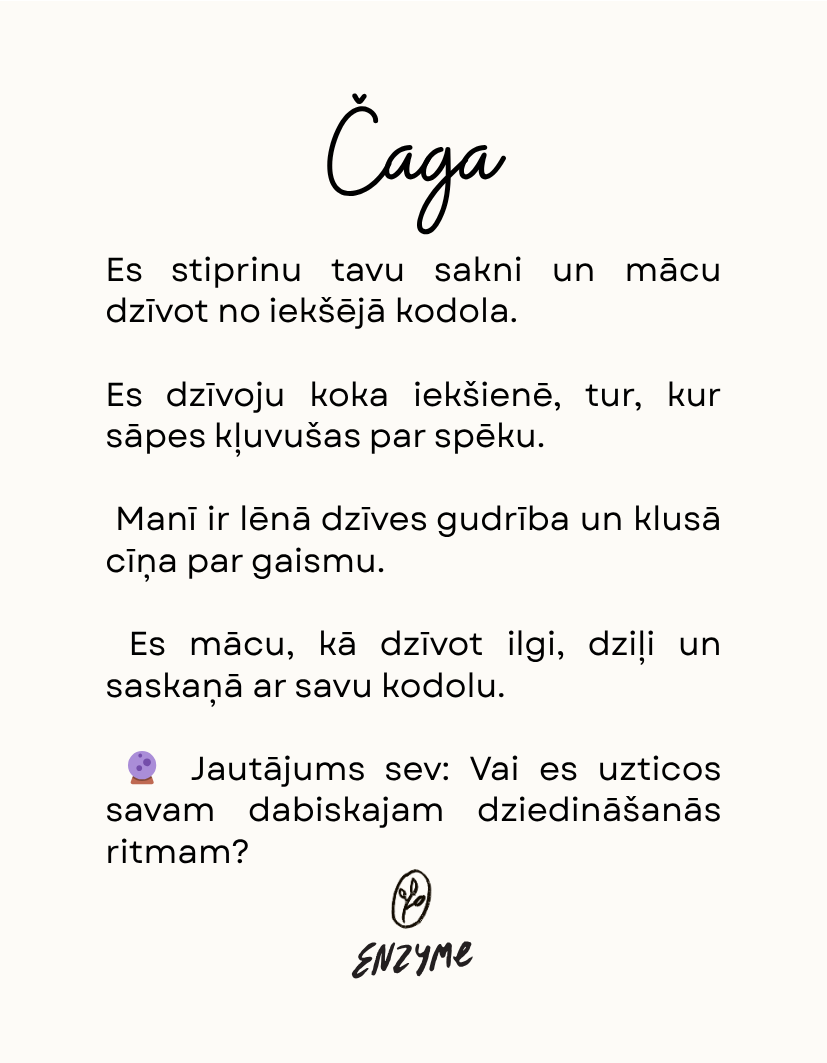 Čaga, āboli un bērzu lapas