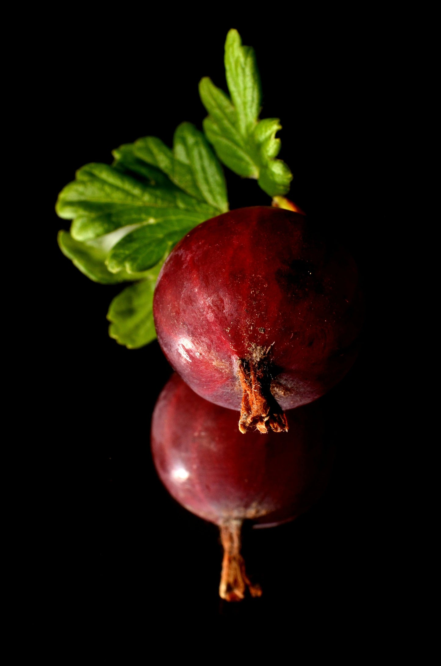 Ērkšķogas · Kadiķis