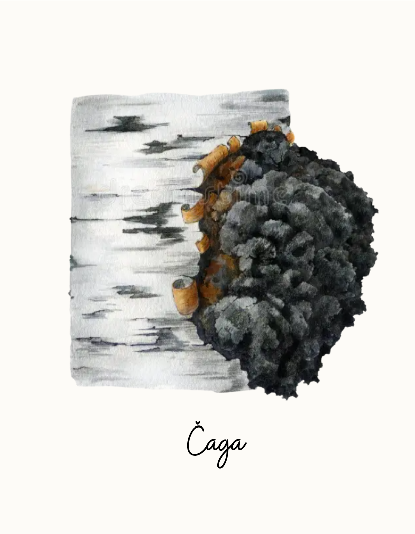 Čaga, Bērzu lapas, Āboli